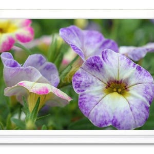 Pétunias violets, carte de correspondance, carte de voeux, carte de correspondance en relief, carte intérieure vierge, carte toutes occasions, photo de pétunia, carte avec photo