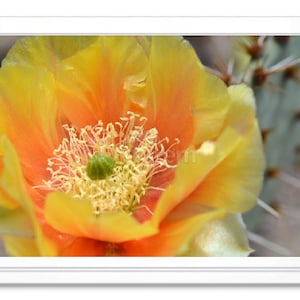 Fleur de cactus jaune, Carte de correspondance, Carte de voeux, Carte de correspondance en relief, Carte intérieure vierge, Carte toutes occasions, Carte avec photo