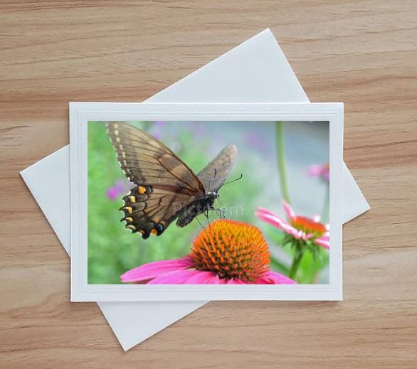 Butterfly on A Coneflower Note Card, Greeting Card, Embossed, Blank ...