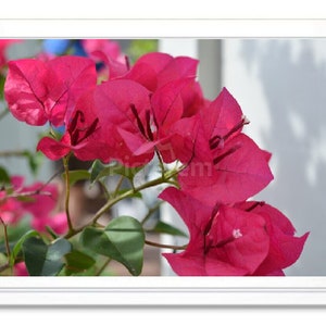 Pink Bougainvillea Photo Note Card, Greeting Card, Embossed Note Card, Blank Inside, All Occasion Card, Garden Photograph, Giclee Print