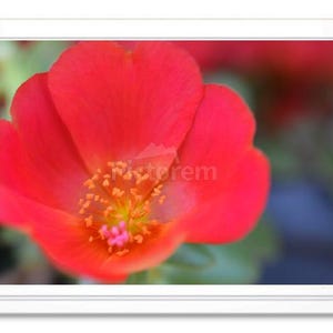 Red Portulaca, Note Card, Greeting Card, Blank Inside Card, Embossed Note Card, Portulaca Photo Card, All Occasion Card