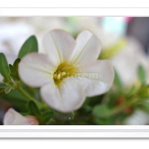 Fleurs blanches, Carte de correspondance, Carte de voeux, Carte de correspondance en relief, Photo, Carte toutes occasions, Intérieur vierge, Carte photo, Fait main