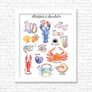 May include: A watercolour illustration of various shellfish and seashells, including a lobster, crab, clam, oyster, scallop, shrimp, hermit crab, sea urchin, mussel, and nautilus. The illustration is labelled with the names of each creature.