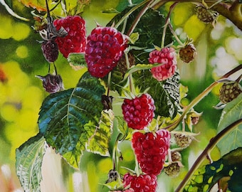 May include: An oil painting of a raspberry bush featuring clusters of ripe, vibrant red raspberries and several smaller, pale green unripe berries. The composition includes detailed green leaves with visible veins and stems against a soft, blurred background.