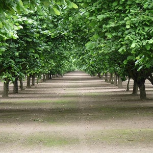 Greeting Card:  Hazelnut Orchard in May