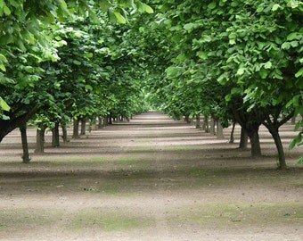 Greeting Card:  Hazelnut Orchard in May