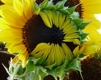 Greeting Card: 4" x 6" Sunflower Opening