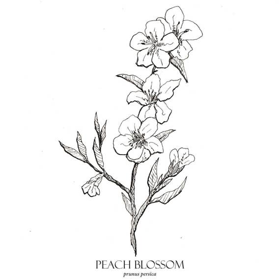 Peach Blossom Print, Flower Art, Botanical Illustration, Wall Art