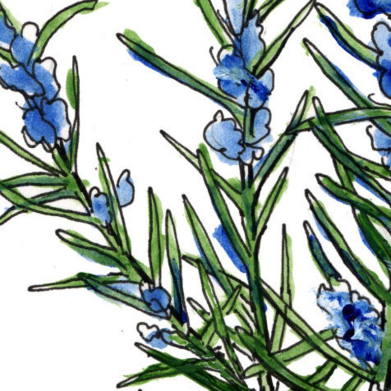 Rosemary Print Herb Art Food Illustration Botanical Art Etsy