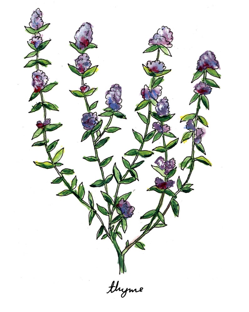 Thyme Print Herb Art Food Illustration Botanical Art Etsy France