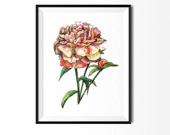 Pfingstrose Druck, Blumenkunst, botanische Illustration, Wandkunst, Blüte Blumenkunst, Blumenzeichnung, botanische Druck, Pfingstrosen Druck, Flora Druck