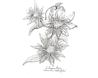 Clematis Print, Flower Art, Floral Botanical Print, Wall Art, Clematis Art, Flower Drawing, Botanical Flower Print, Black and White Flower