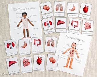 Human Anatomy & Organs | Montessori 3 Part Cards and Labeling Activity | Printable PDF