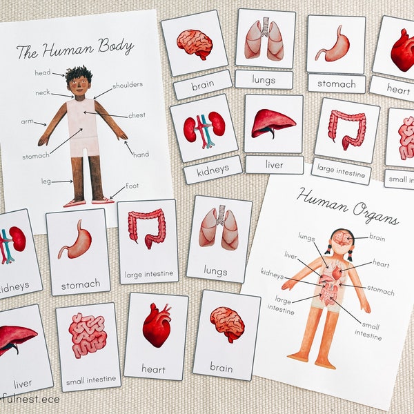 Human Anatomy & Organs | Montessori 3 Part Cards and Labeling Activity | Printable PDF