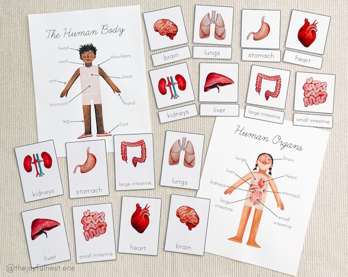 Human Organs Safari Toob Montessori Matching Activitymontessori Early
