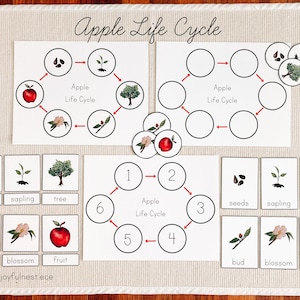 Aquarel Apple Life Cycle Matching Activity & 3 deelkaarten afdrukbare PDF