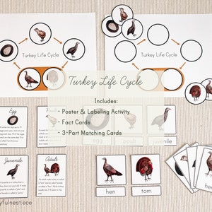 Life Cycle of a Turkey | Poster, Matching Actvitity, Montessori 3 Part Cards, Fact Cards | Printable PDF