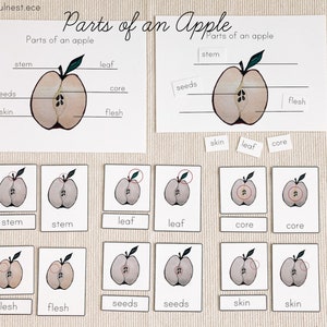 Parts of an Apple Labeling & 3 Part Cards Watercolor Printable Flash Cards