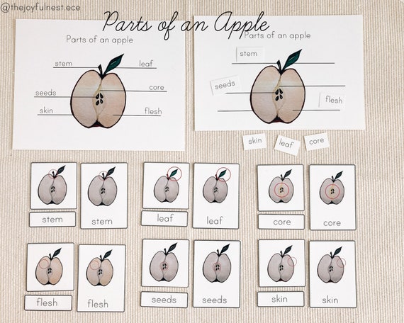 Parts of an Apple Labeling & 3 Part Cards Watercolor Printable | Etsy