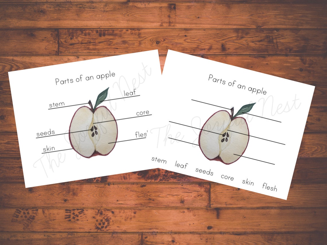 Parts of an Apple Labeling & 3 Part Cards Watercolor Printable - Etsy