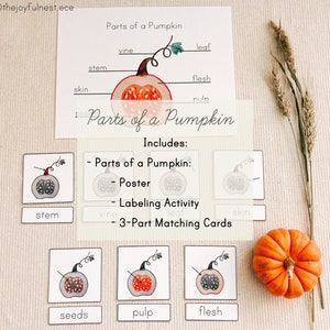 Parts of a Pumpkin Labeling Activity & 3 Part Cards Printable PDF