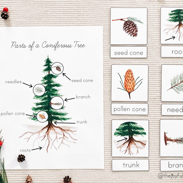 Parts of a Coniferous Tree | Conifer Unit Study | Montessori Printable PDF