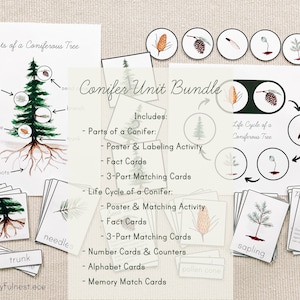 Ensemble d'étude d'unité d'arbre de conifère : cycle de vie, parties d'un arbre, cartes de nombre et compteurs, PDF imprimable