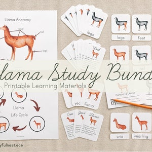 Lama-studiebundel | Levenscyclus van een lama en lama-anatomie | Montessori-PDF afdrukbaar