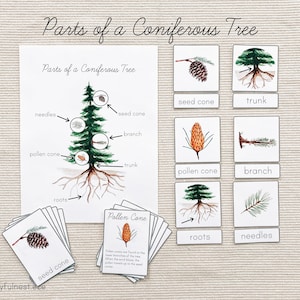 Parts of a Coniferous Tree | Conifer Unit Study | Montessori Printable ...