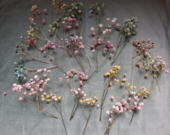 Dried gypsophila sprigs for cakes/crafts
