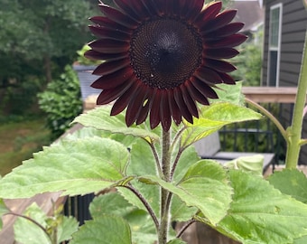 Black Velvet Queen Sunflower (approx. 25 seeds per pack)