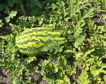 Large Red Watermelon Seeds: Black Seeded Variety (15 Seeds)