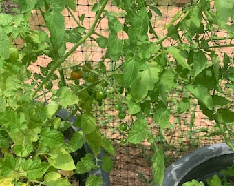 Spoon tomato seeds