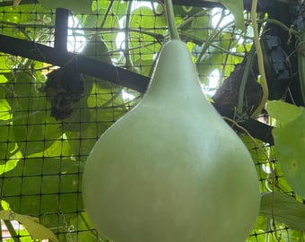Birdhouse Gourd Seeds (15 per pack)