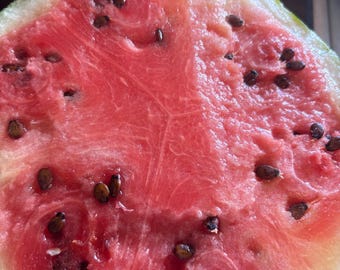 Sugar Baby Watermelon Seeds (15 per pack)