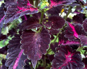 Black Dragon Coleus (approx. 25 seeds per pack)
