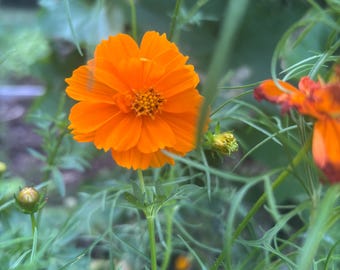 Dwarf Orange Cosmos (approx. 30 seeds per pack)