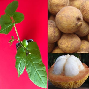 Santol Sandoricum Koetjape Yellow Mangosteen Cottonfruit Tropical Fruit Potted Tree Plant