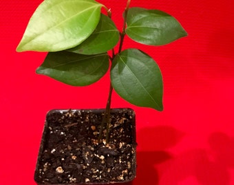CEYLON CINNAMON Cinnamomum zeylanicum Starter PLANT Potted Tree Spice Tea