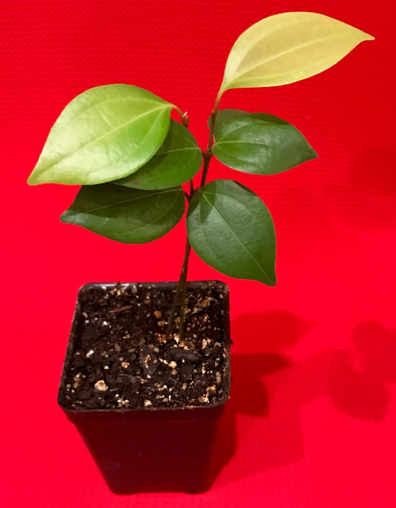 Puede incluir: Una peque&ntilde;a planta verde con nuevo crecimiento en una maceta de pl&aacute;stico negra. La planta est&aacute; sobre un fondo rojo.