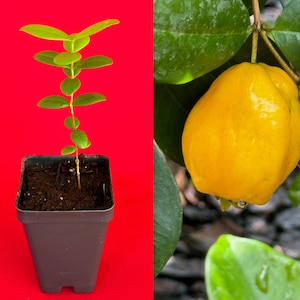May include: A small plant in a black square pot with a red background. The plant has green leaves and a thin stem. To the right, a close-up of a ripe, yellow fruit hanging from a tree branch with green leaves.
