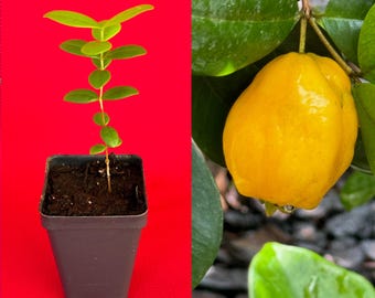 Pitombatuba Eugenia Sp., Selloi x Luschnathiana  Hybrid Fruit Tree Seedling Starter Plant in pot