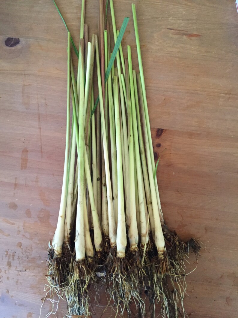 Lemongrass Stalks Plugs Cymbopogon Sereh Plant Healthy Herb Lemon Grass Tea