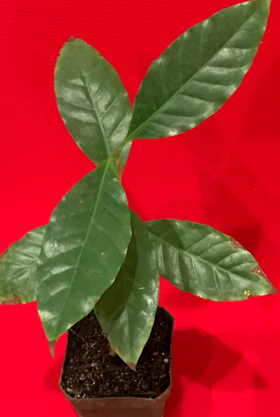 Arabica Coffea Coffee Bean PLANT Grow & Brew Your Own Coffee Best