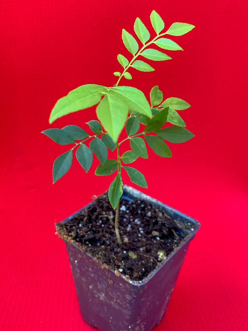 Pink Wampee Clausena excavata Potted Tree Plant Etsy