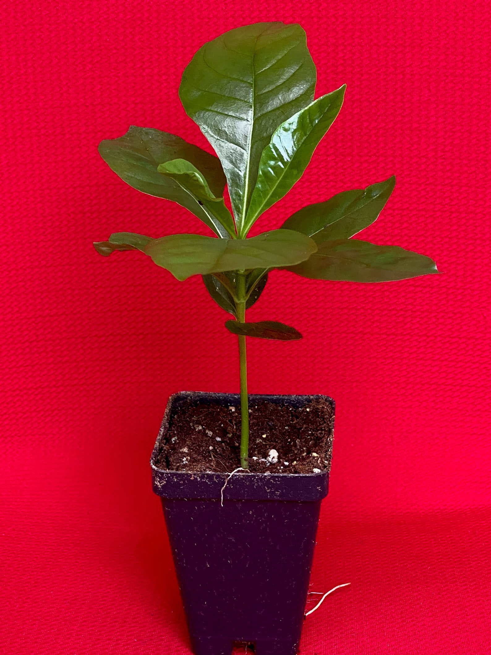 Genipa Americana Jagua Genipap Jenipapo Plant Fruit That Turn Etsy UK