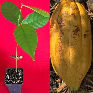 TRINITARIO Theobroma Cacao Cocoa Chocolate Fruit Tree Potted Plant Yellow Large Pod 10-13"