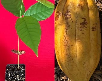 Theobroma Cacao Cocoa Chocolate Fruit Tree Potted Plant Trinitario Yellow Pod