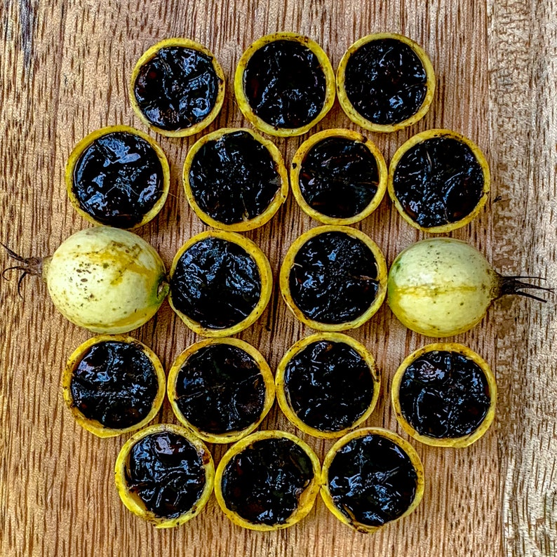 Blackberry Jam Fruit Randia Formosa Potted PLANT Tropical Tree Etsy