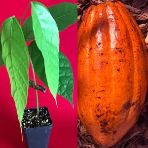 May include: A young cacao tree with green leaves in a black pot, next to a large orange cacao pod.
